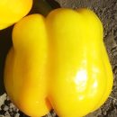Yellow Bell Yellow Bell