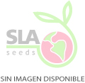 Isidora Isidora