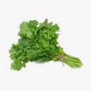 CILANTRO (Coriandrum sativum)