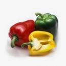 PIMIENTO (Capsicum annuum)