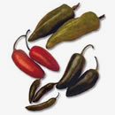 PIMIENTO de Especialidad (Capsicum annuum)